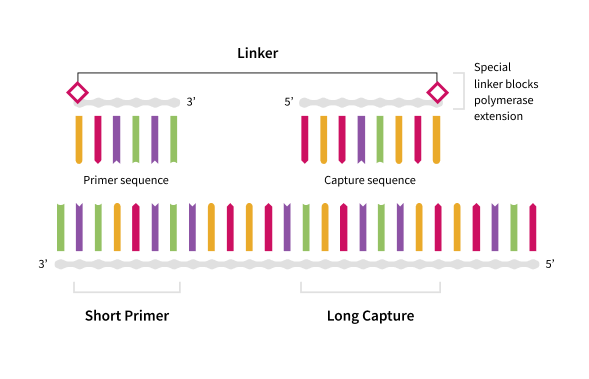 Co-Primers
